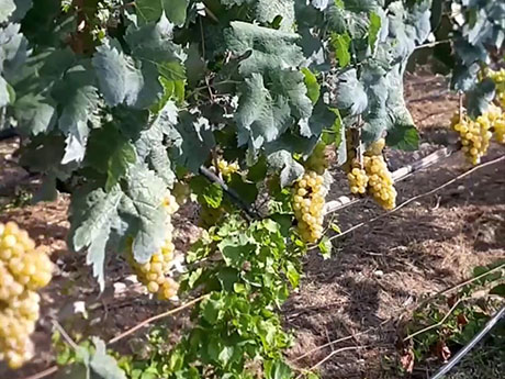Private Wine Testing Tour