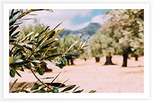 Olive Trees in Crete